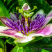 Passion Flower by tonygig