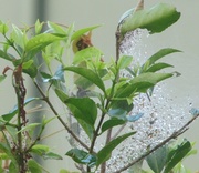 27th Jun 2014 - Cobwebs after Rain.