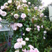 Rambling Rose by lellie