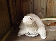 27th Jun 2014 - Guard tortoise