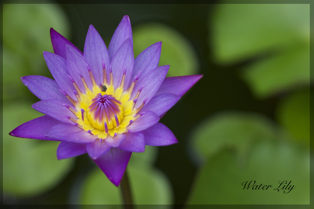 Water Lily by jamibann