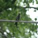 21_June14 catbird by pennyrae