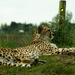 Cheetah by nicoleterheide