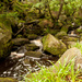 27th June 2014 - Padley Gorge, Derbyshire by pamknowler