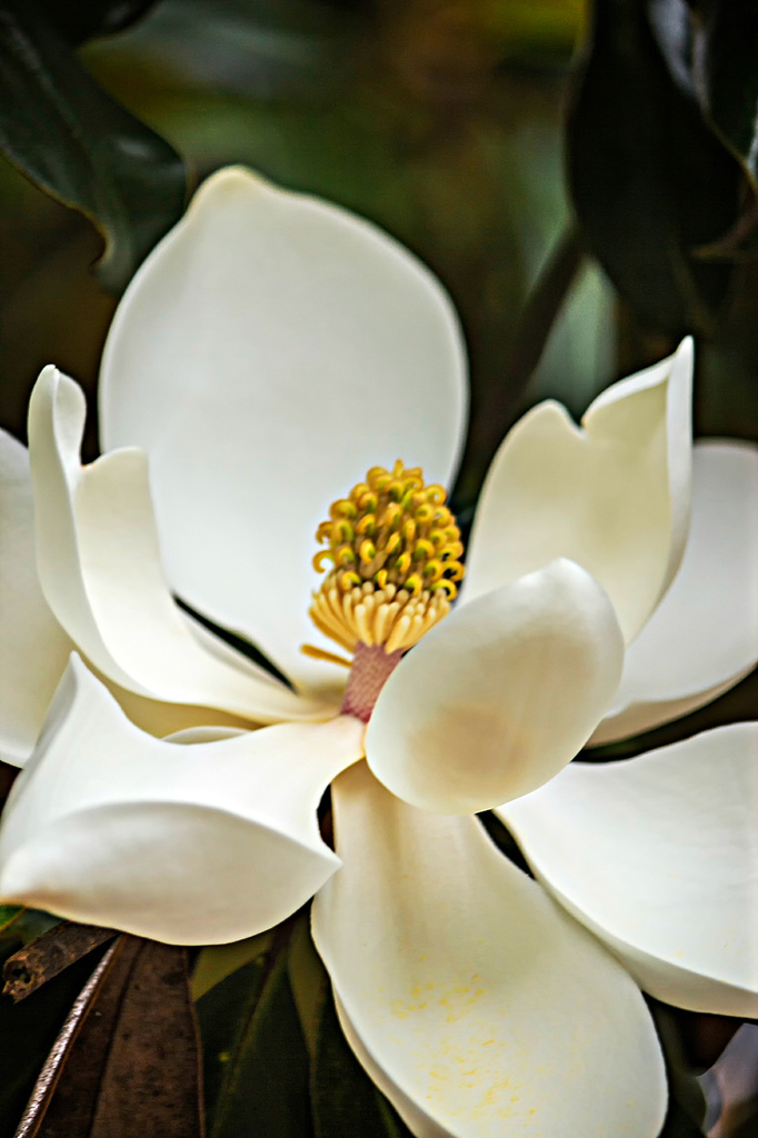 Southern Magnolia by skipt07