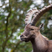 Ibex by leonbuys83