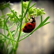 27th Jun 2014 - Ladybug, ladybug