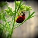 Ladybug, ladybug by studiouno