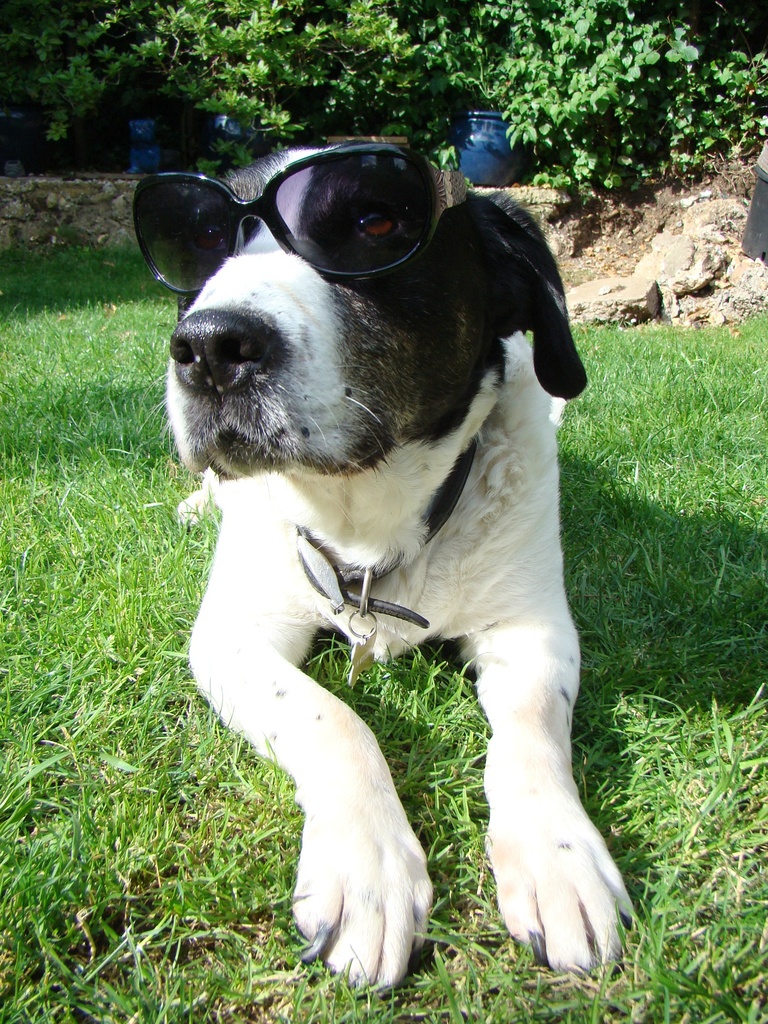 Jun 27: Sunglasses by bulldog