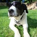 Jun 27: Sunglasses by bulldog