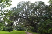 27th Jun 2014 - Live oak, Magnolia Gardens, Charleston, SC