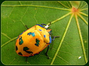 28th Jun 2014 - Harlequin Bug