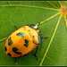 Harlequin Bug by ubobohobo