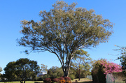 23rd Jun 2014 - Eucalyptus 1