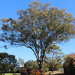 Eucalyptus 1 by terryliv
