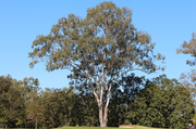 23rd Jun 2014 - Eucalyptus 2