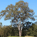 Eucalyptus 2 by terryliv