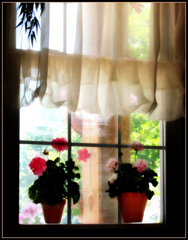 Flowers in the Window by olivetreeann