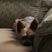 Toby Nestled In For The Day by digitalrn