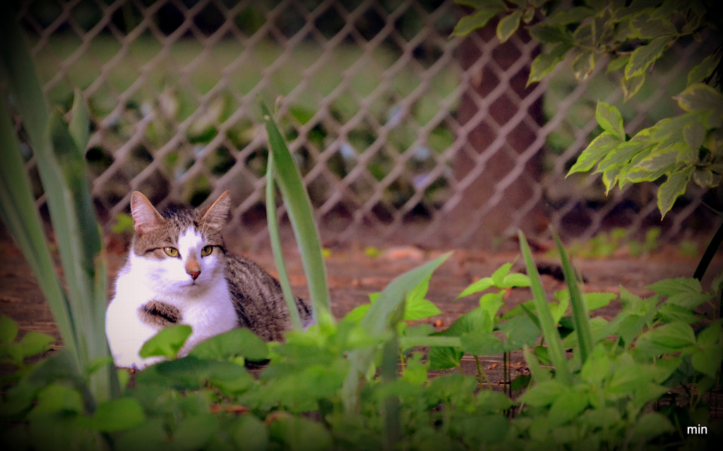Backyard Cat by mhei