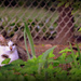 Backyard Cat by mhei