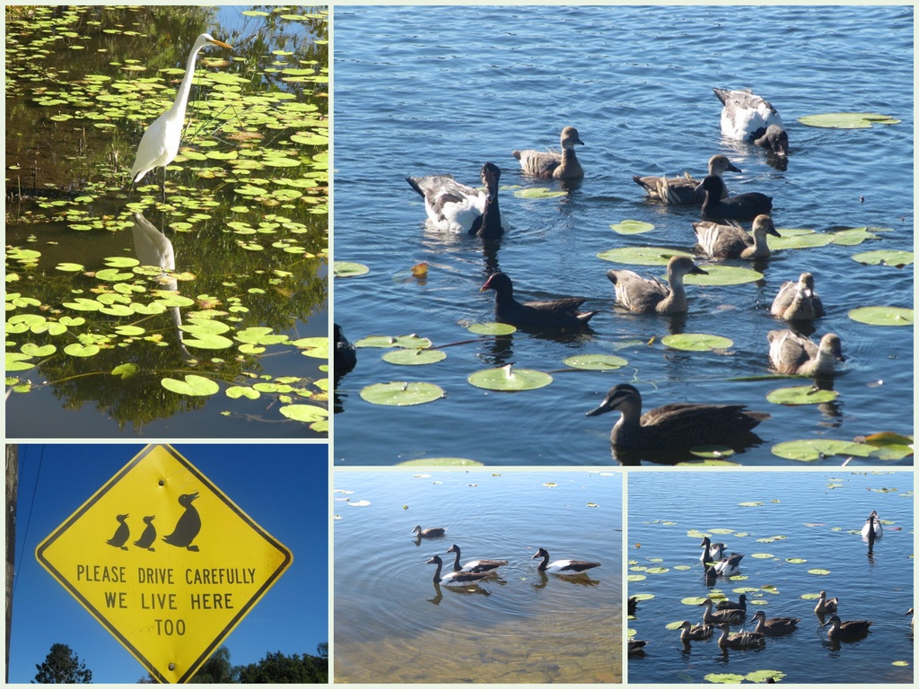 Duck Pond. by happysnaps