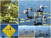28th Jun 2014 - Duck Pond.