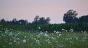 27th Jun 2014 - Queen Anne's Lace