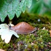 Slug by cocobella