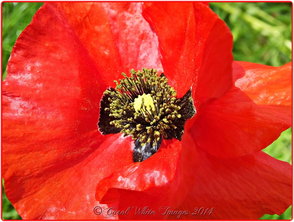 A Poppy For Armed Forces Day by carolmw