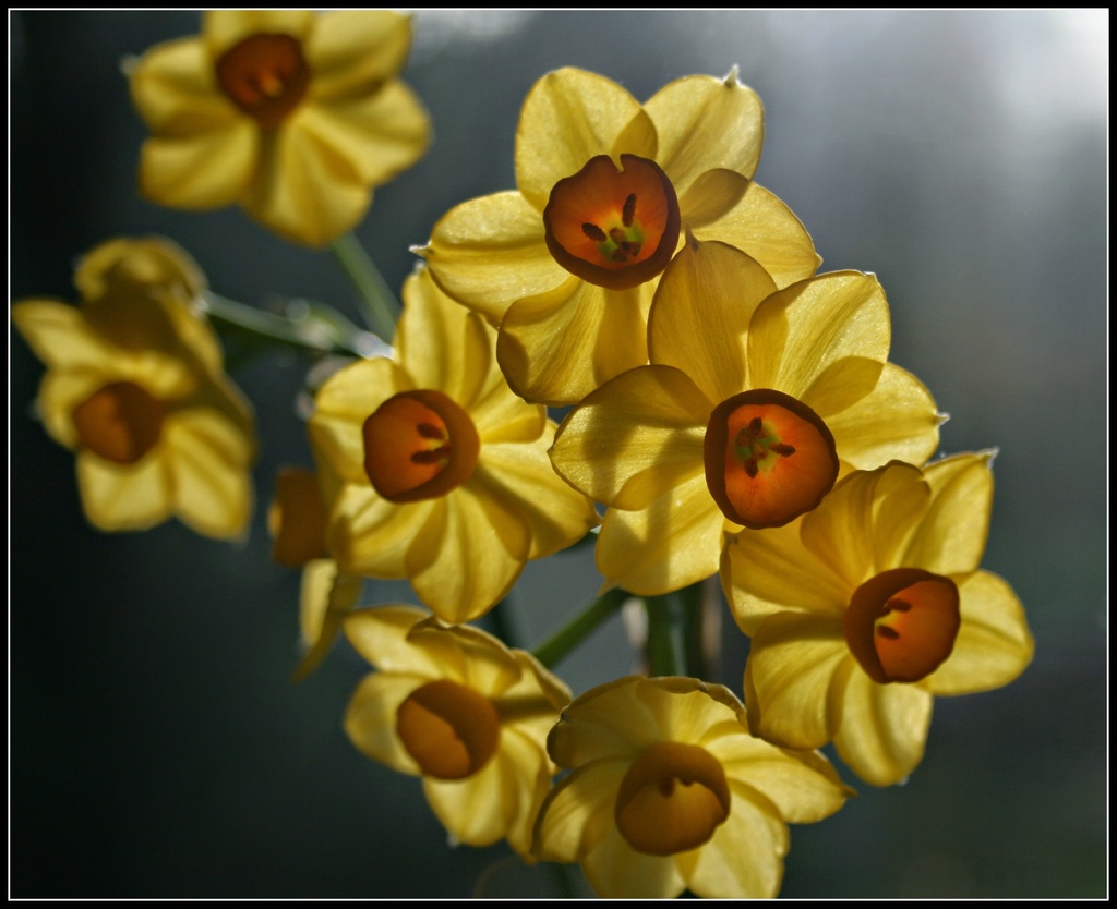 Jonquils by cruiser