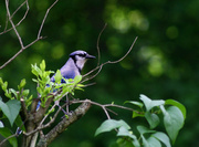 28th Jun 2014 - Blue Jay on the bush