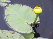 24th Jun 2014 - Yellow flower on a lillypad