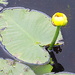 Yellow flower on a lillypad by homeschoolmom
