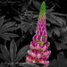 Leaning Tower Of Lupin. by tonygig