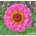 A Flower called Zinnia by ladymagpie