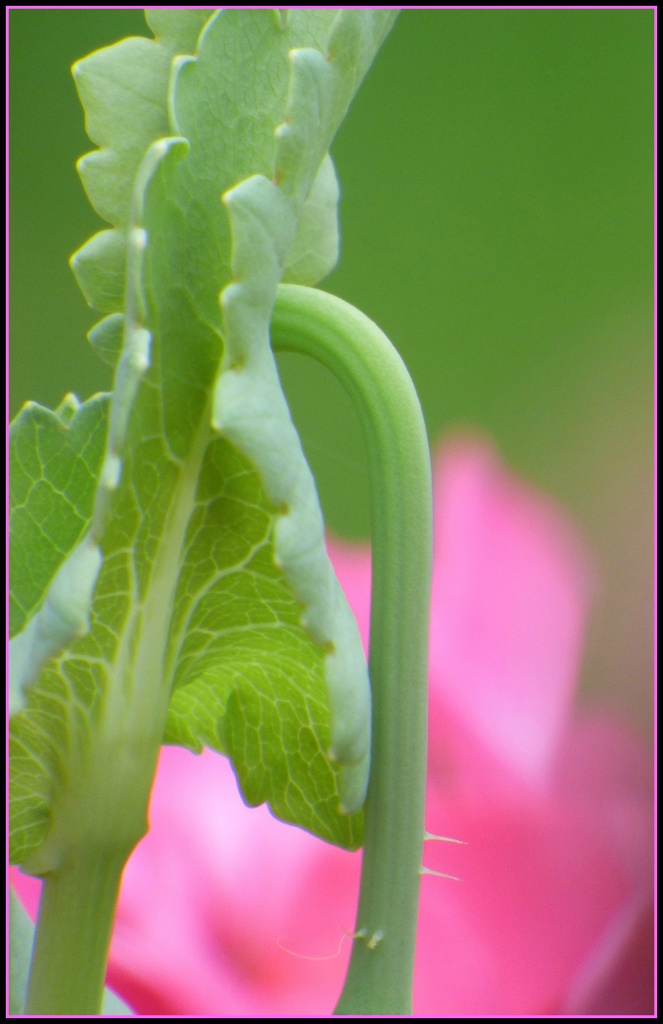 Poppy leaf  by beryl