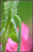 28th Jun 2014 - Poppy leaf 