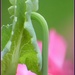 Poppy leaf  by beryl