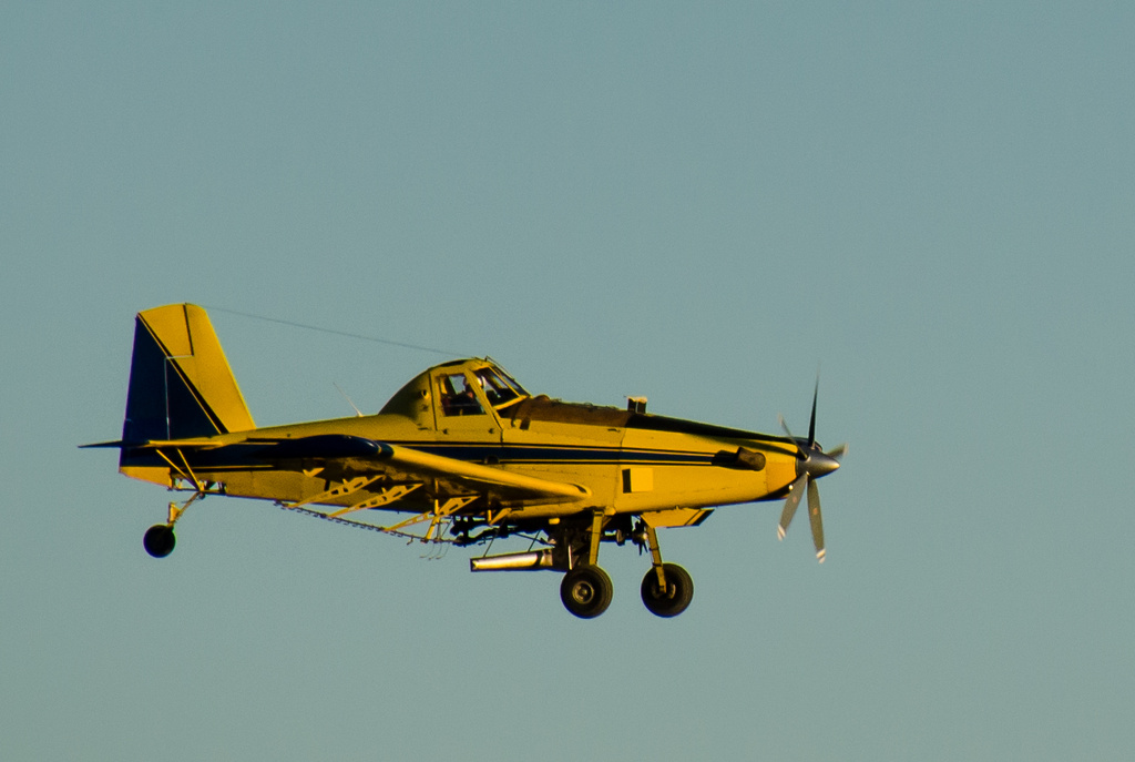 Yellow Baron! by salza