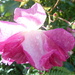 Rain drops on roses.... by snowy