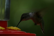 28th Jun 2014 - Hummingbird
