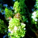 Pčela i cvjetići by vesna0210