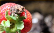 28th Jun 2014 - Strawberry Seed Colored Toadnails