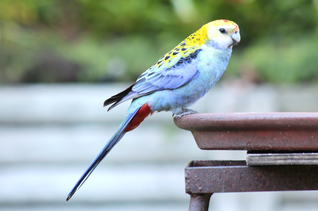 Pale Headed Rosella - Tick by terryliv