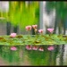 Inspired by Monet  by joysfocus