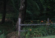 28th Jun 2014 - Flowers By The Pond