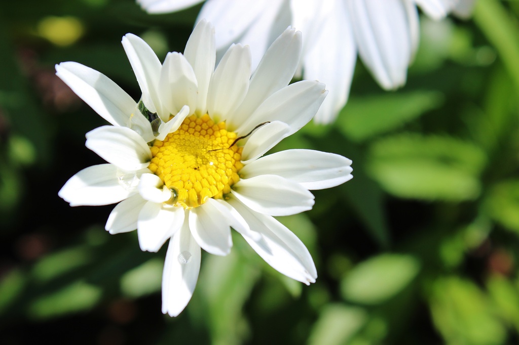 Daisy Day! by edorreandresen