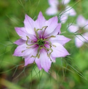 22nd Jun 2014 - Love-in-a-mist Pink for my Summer 'Quilt'
