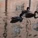 Ducks by newbank